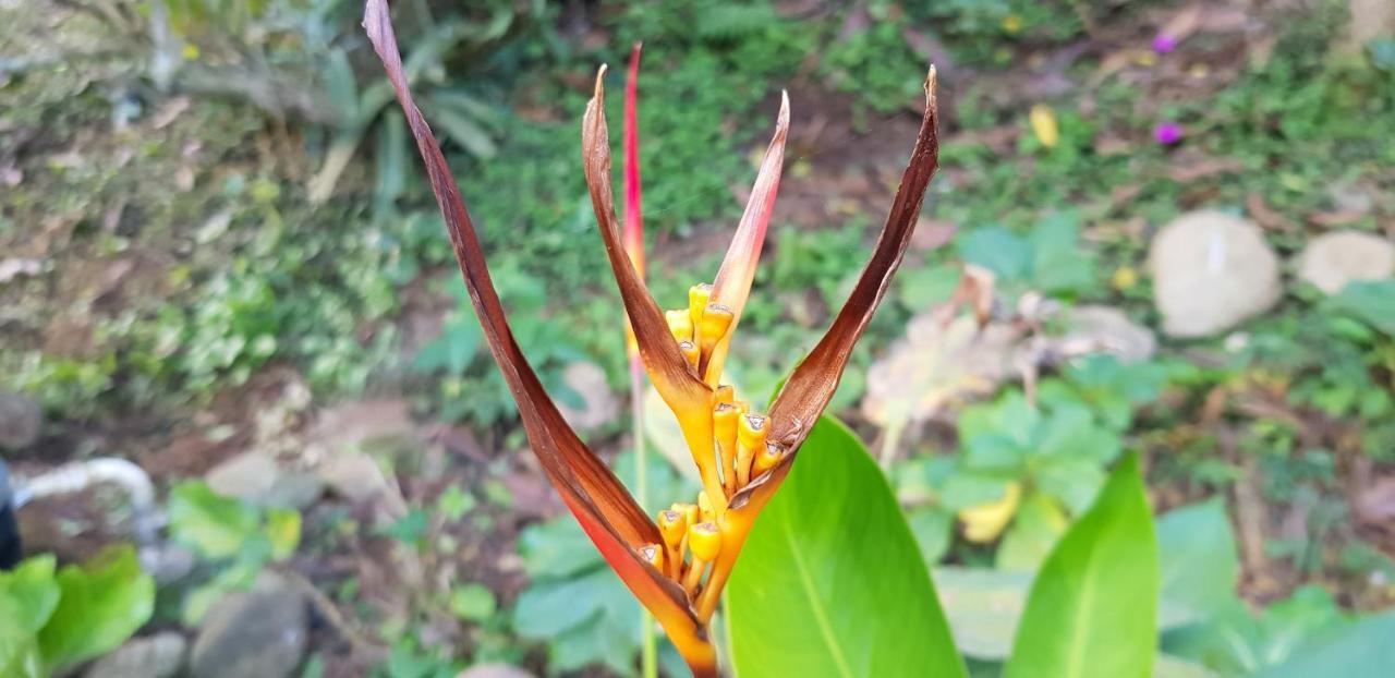 Vale Das Maritacas Teresopolis Teresópolis Exterior foto